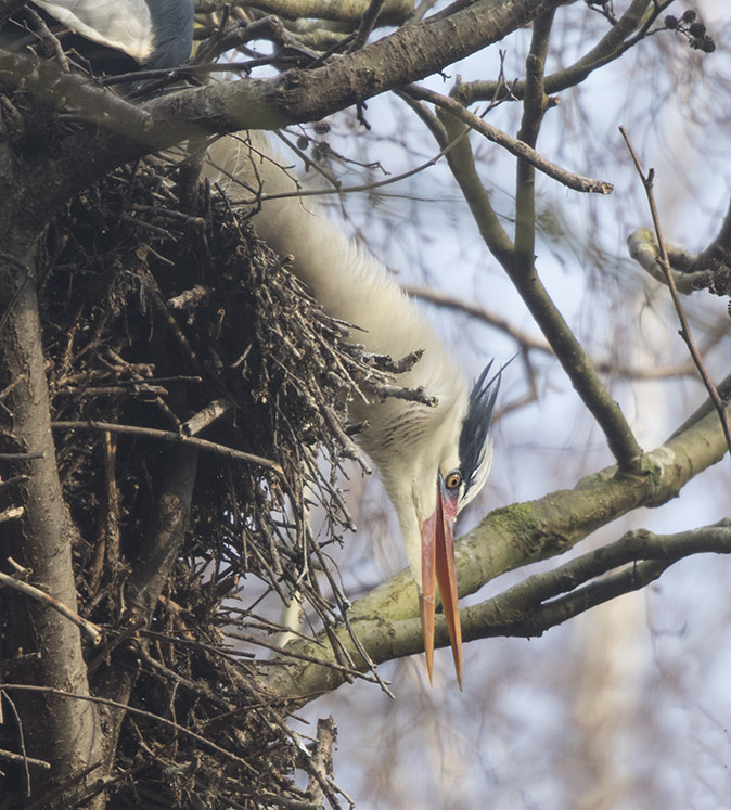 Blauwereiger200218