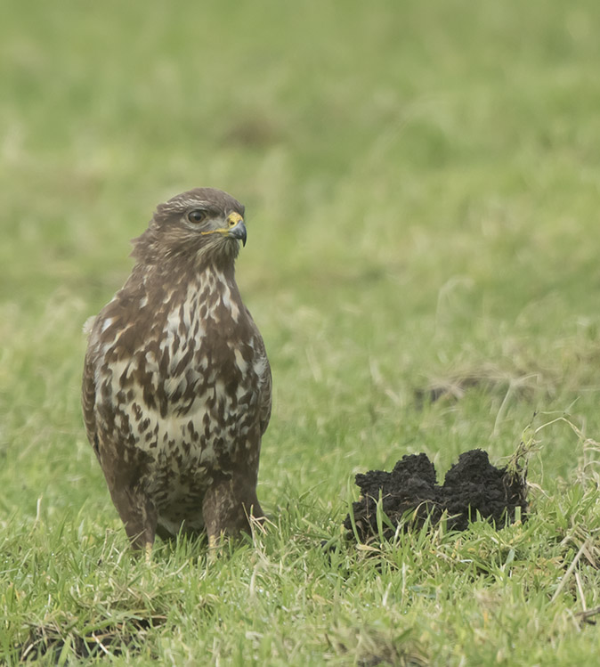 Buizerd250118