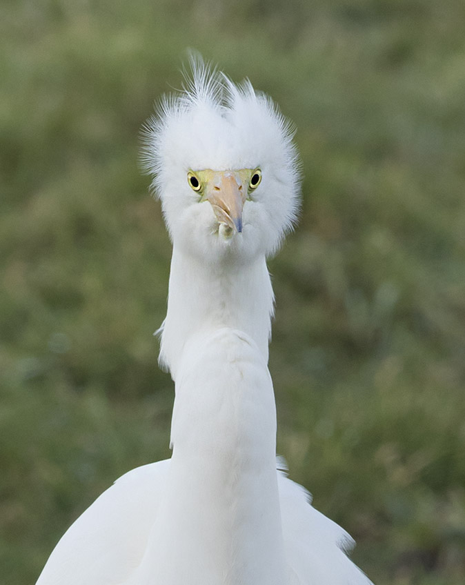 Grotezilverreiger100218C