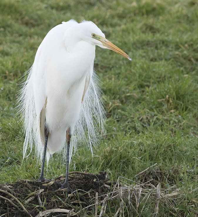 Grotezilverreiger100218F