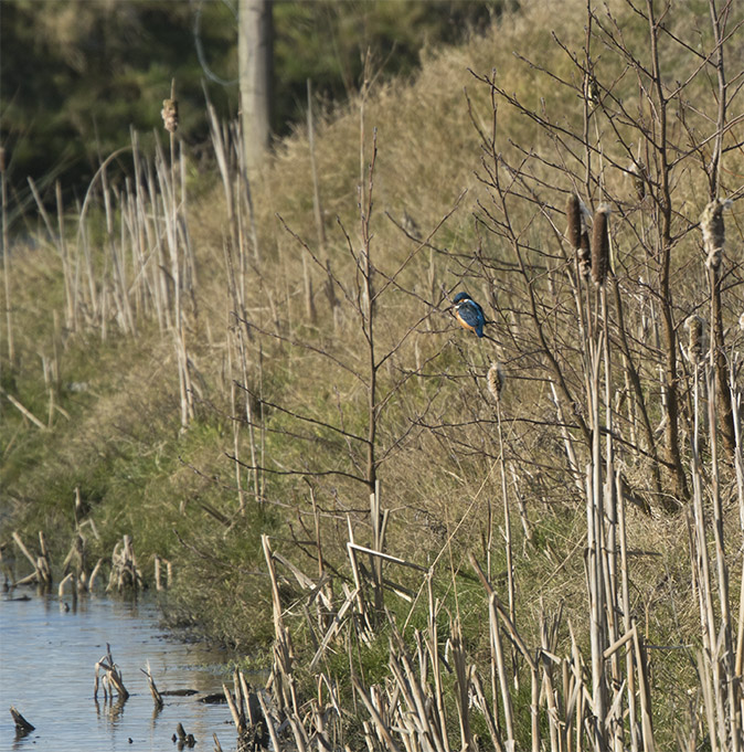 IJsvogel140218