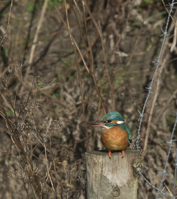 IJsvogel140218A