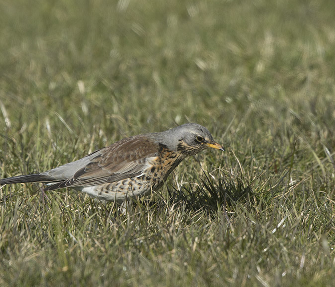 Kramsvogel260218