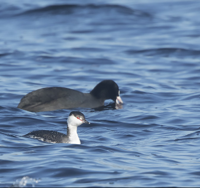 Kuifduiker_Meerkoeten070218A