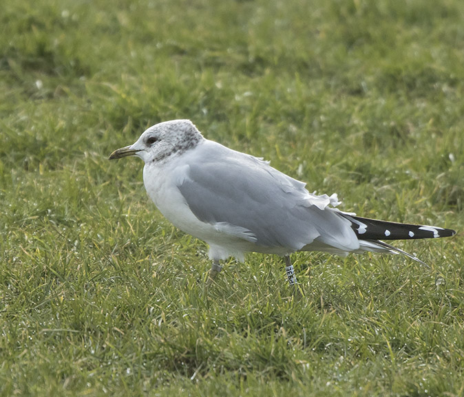 Stormmeeuw_P33E_150218