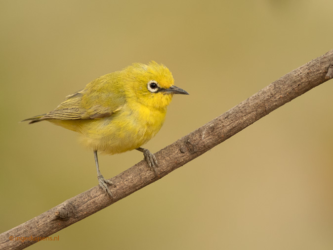 Afrikaanse-brilvogel280118ID