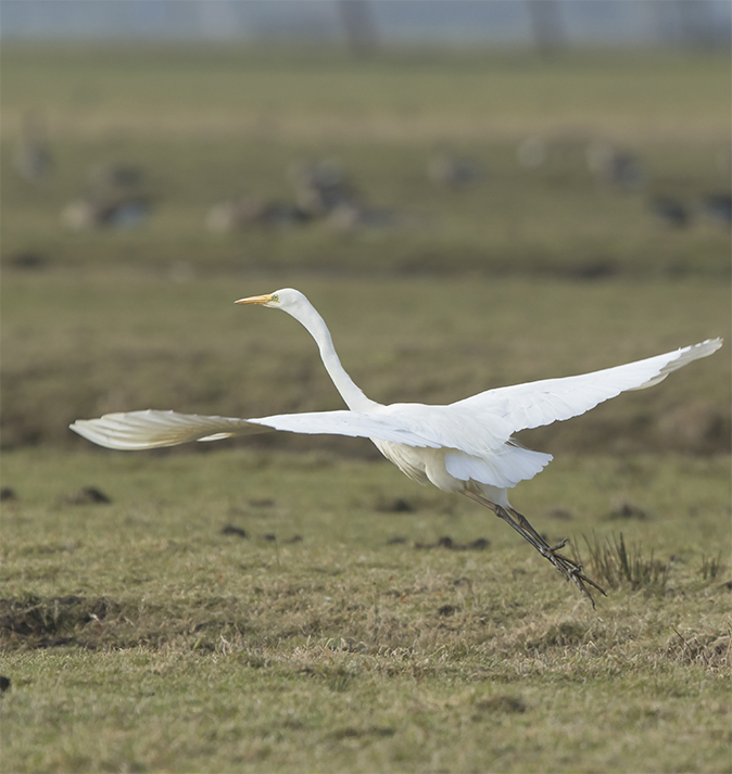 Grotezilverreiger120318