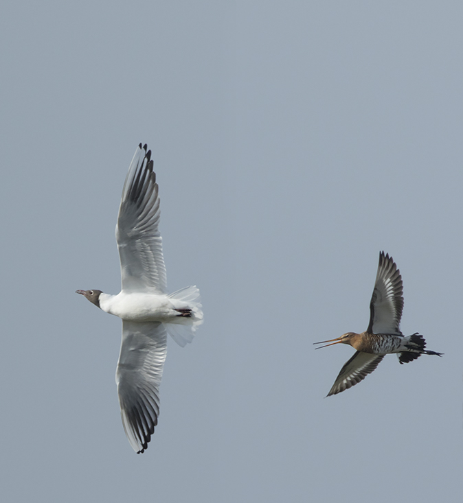 Grutto_Kokmeeuw150318