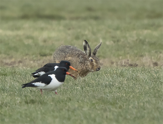 Hazen_Scholeksters170318
