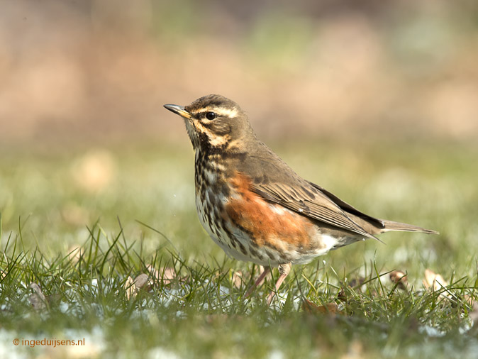 Koperwiek280218ID