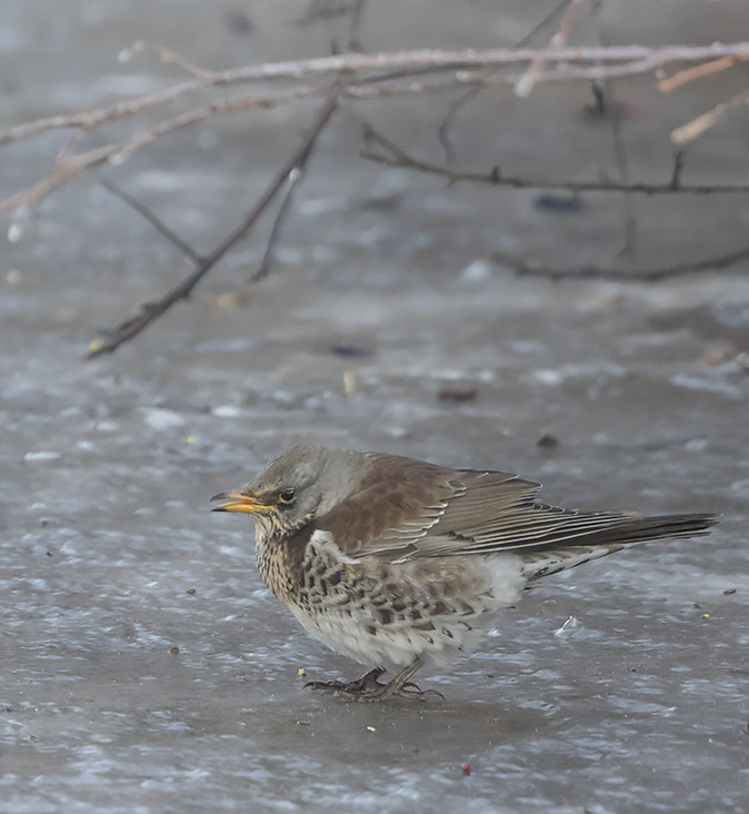 Kramsvogel010318