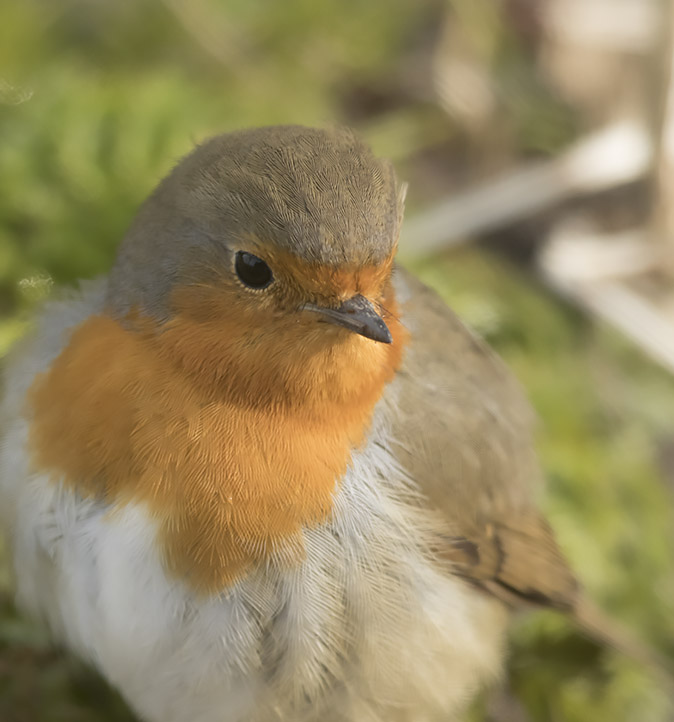 Roodborst280218A