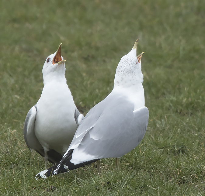 Stormmeeuwen230318