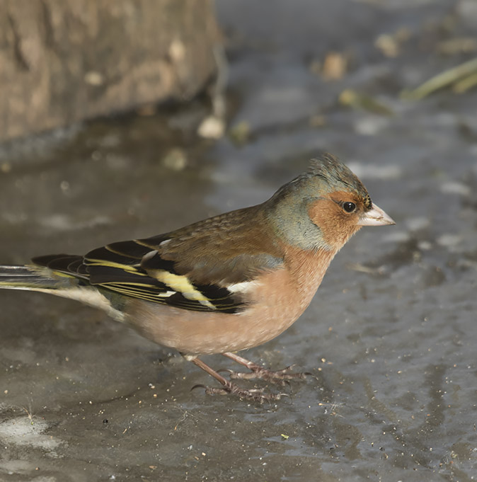 Vink010318