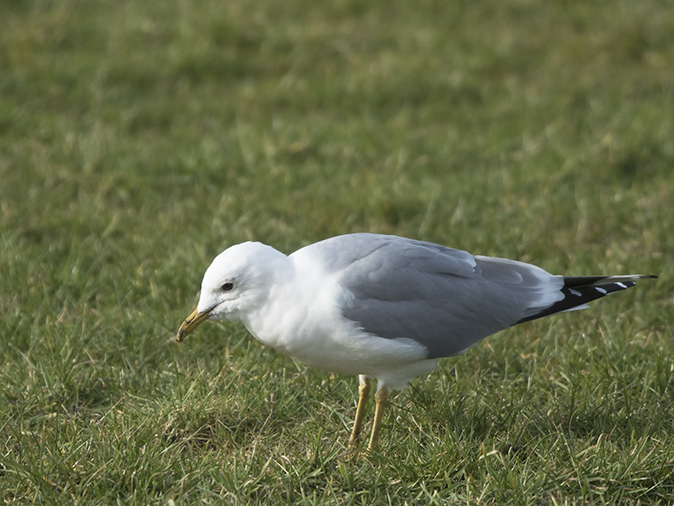 Vogeldagboekquiz150318