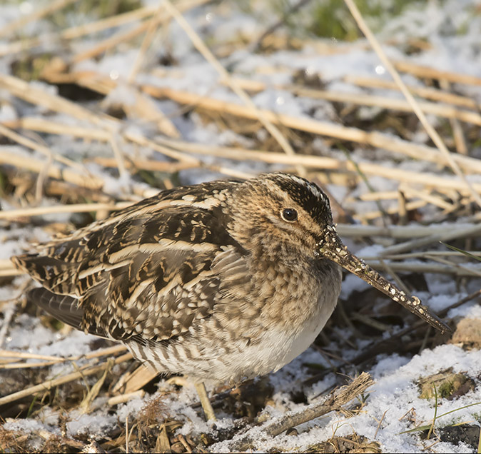 Watersnip280218C