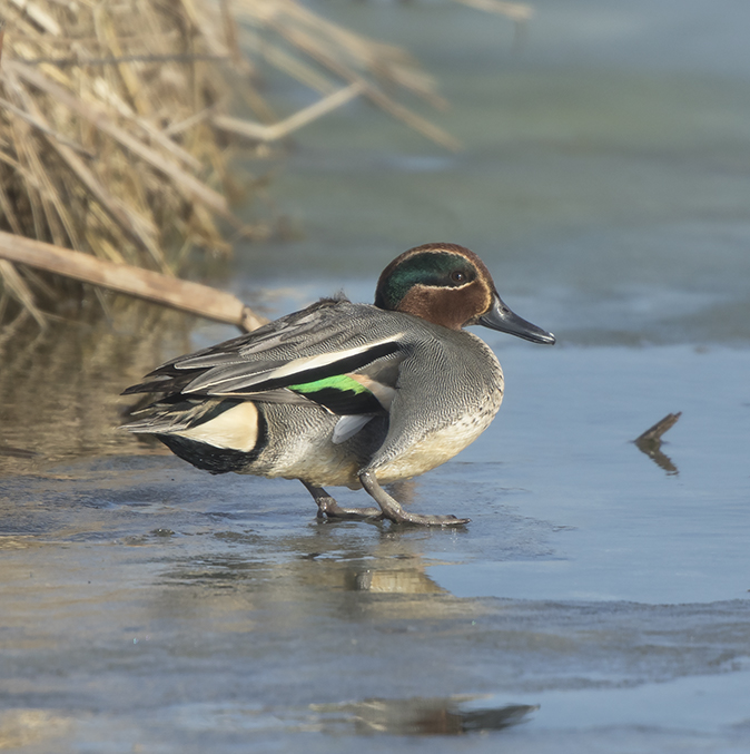 Wintertaling050318