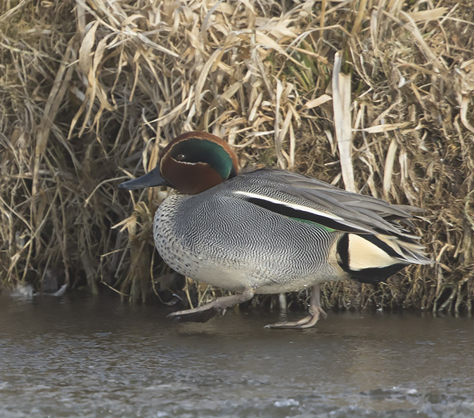 Wintertaling270218