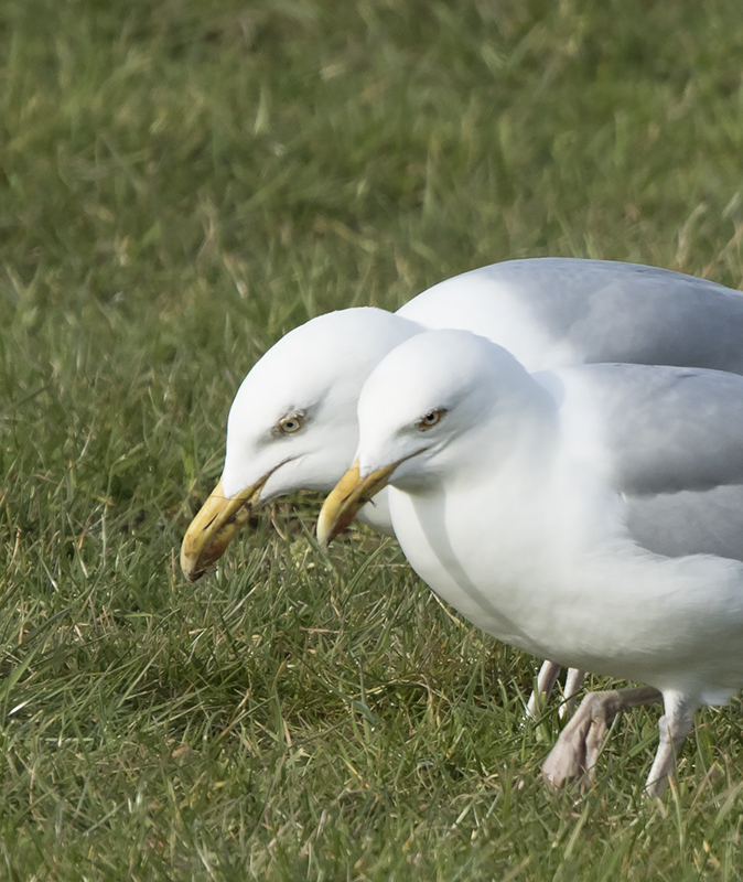 Zilvermeeuwen150318A