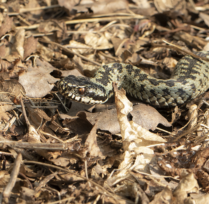 Adder220418