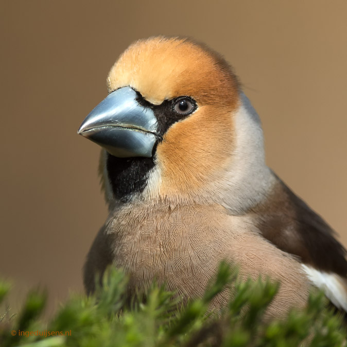 Appelvink170418ID