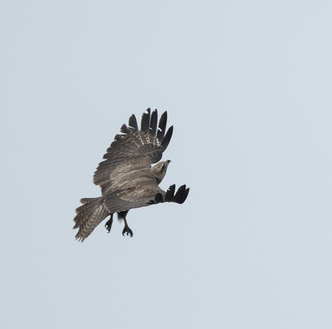 Buizerd130418