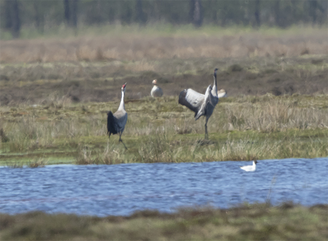 Kraanvogels210418