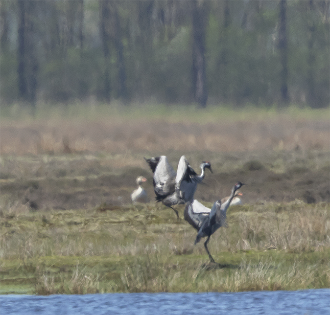 Kraanvogels210418A