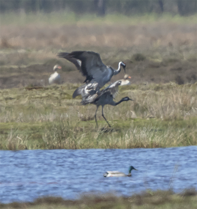 Kraanvogels210418C