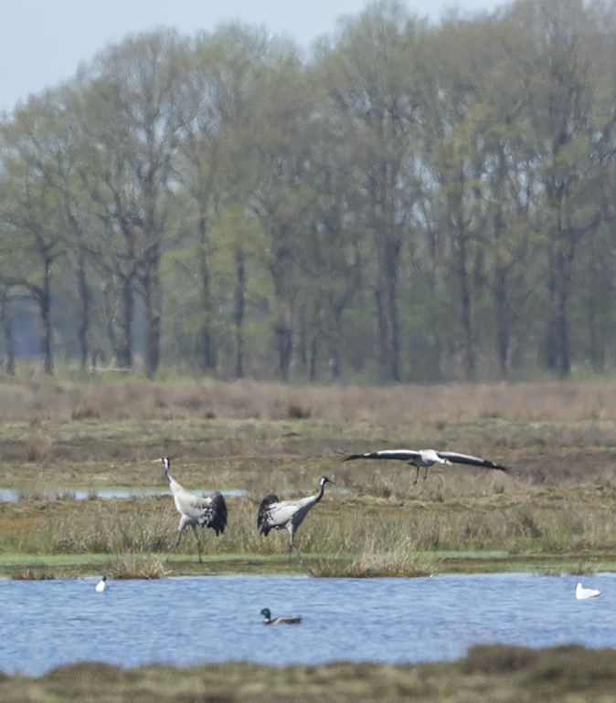 Kraanvogels210418F