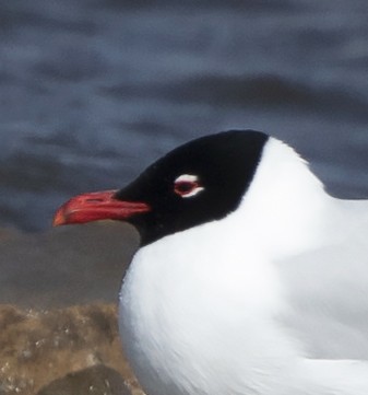 Zwartkopmeeuwen050418F_kop