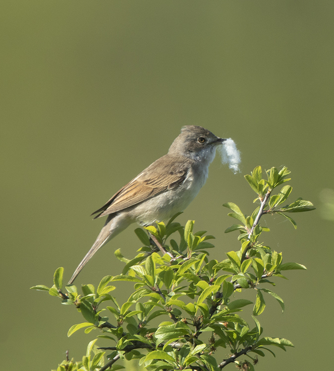 Grasmus050518