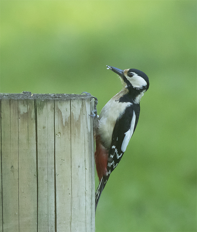 Grotebontespecht060518C