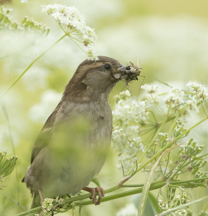 Huismus100518