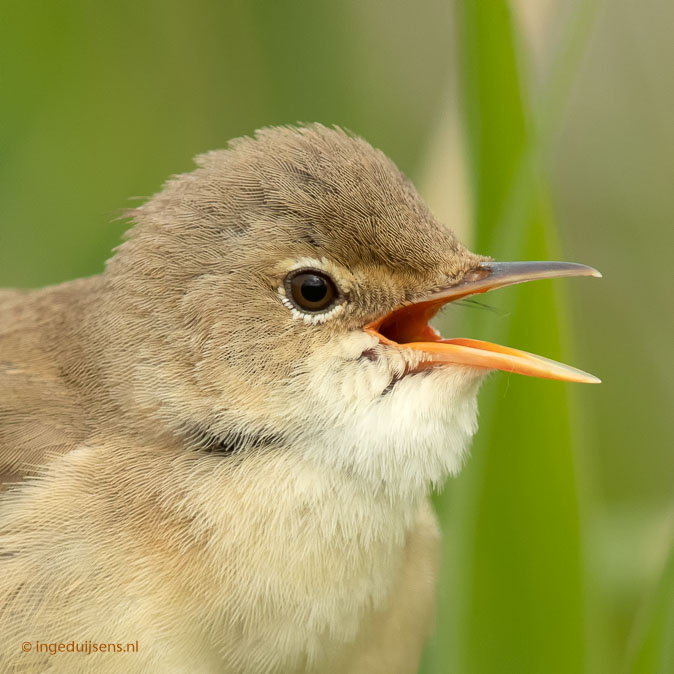 Kleinekarekiet180518ID