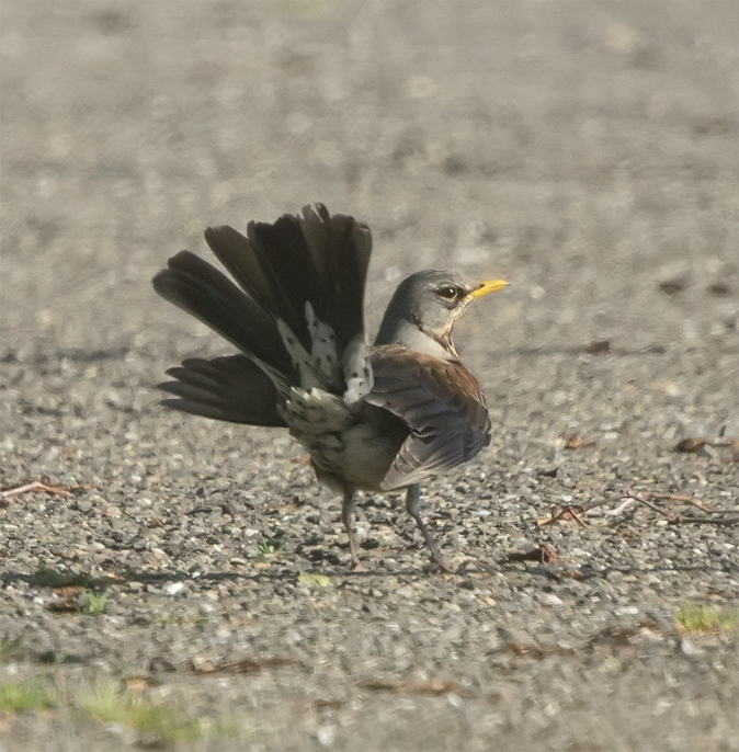 Kramsvogel110518.jpg