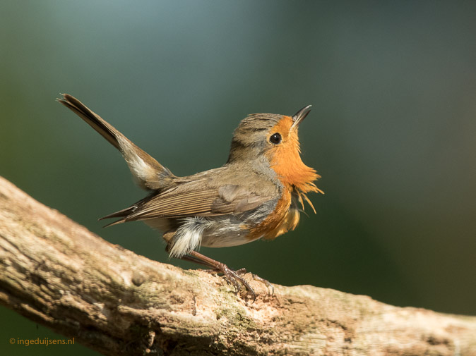 Roodborst270518ID