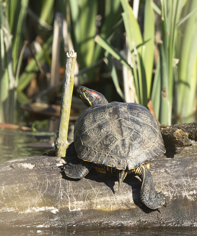 Roodwangschildpad020518