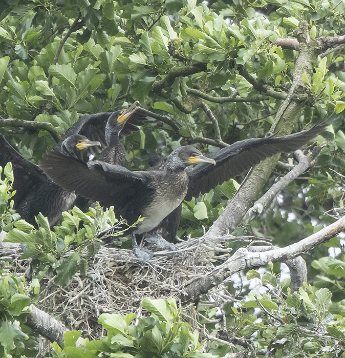 Aalscholvers050618