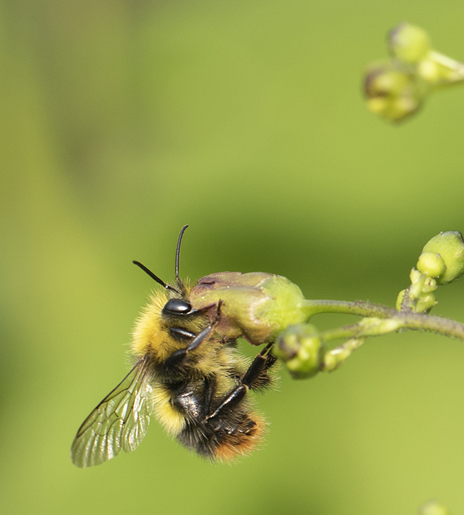 Weidehommel_Knopighelmkruid310518