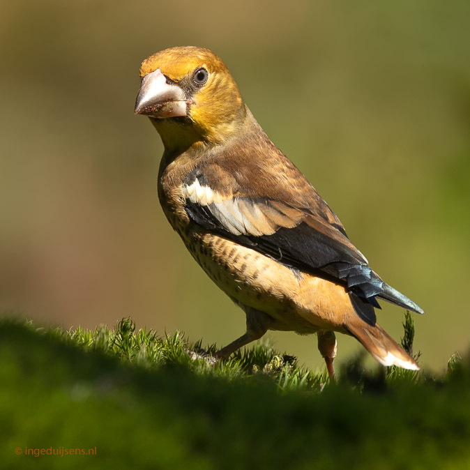 Appelvink150718ID