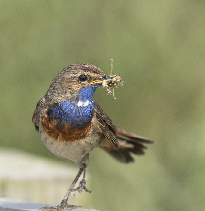 Blauwborst180718