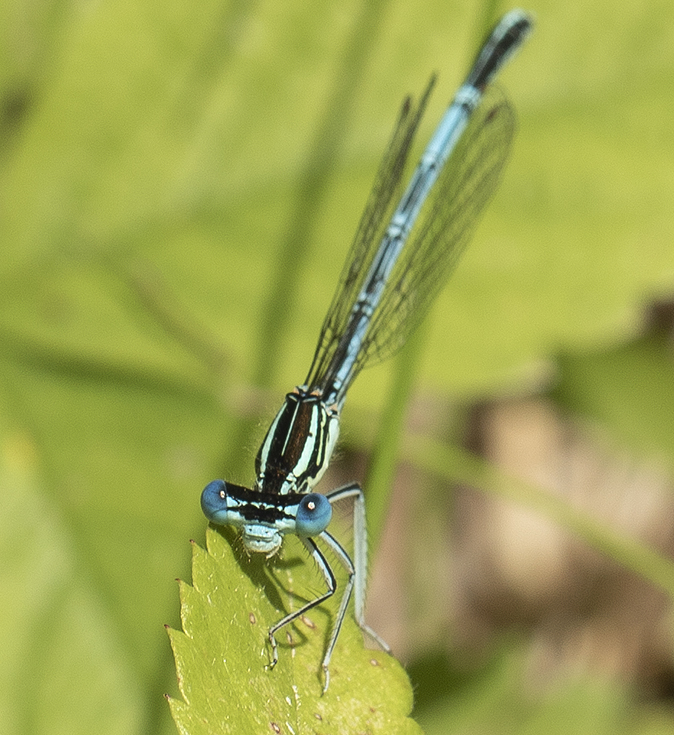 Blauwebreedscheenjuffer150618A