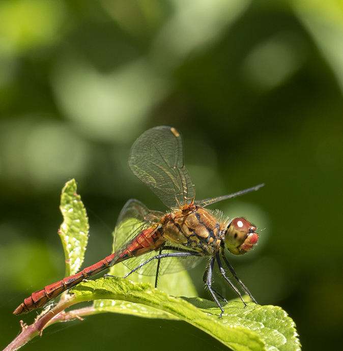 Bloedrodeheidelibel050718