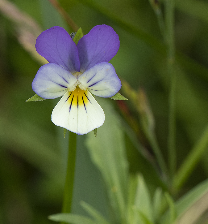 Driekleurigviooltje190618