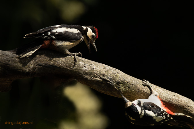 Grotebontespecht050718ID