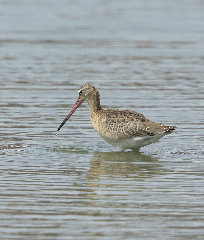 Grutto180718B