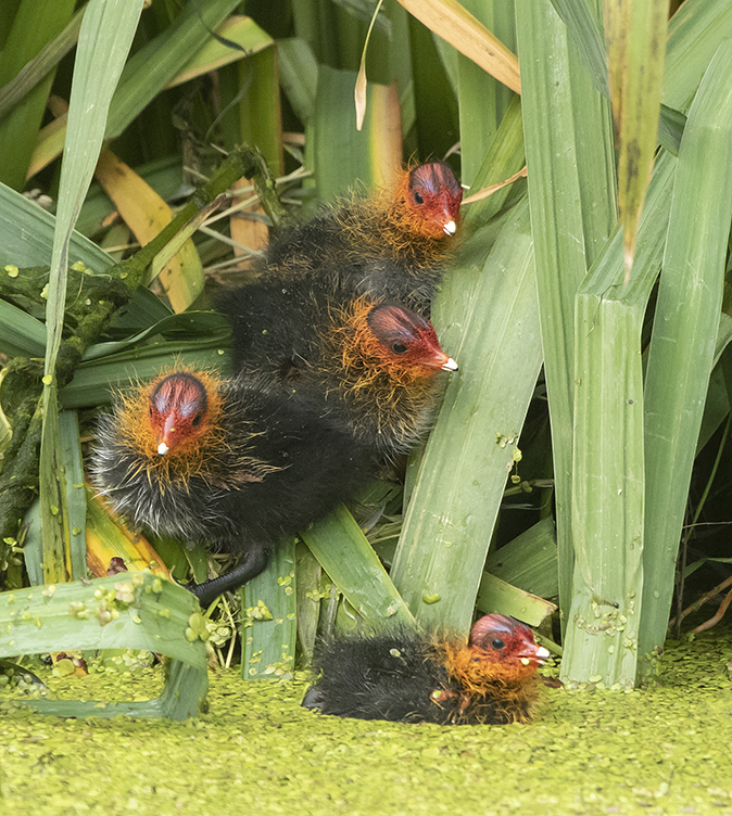 Meerkoeten070718