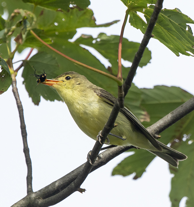 Spotvogel090718A