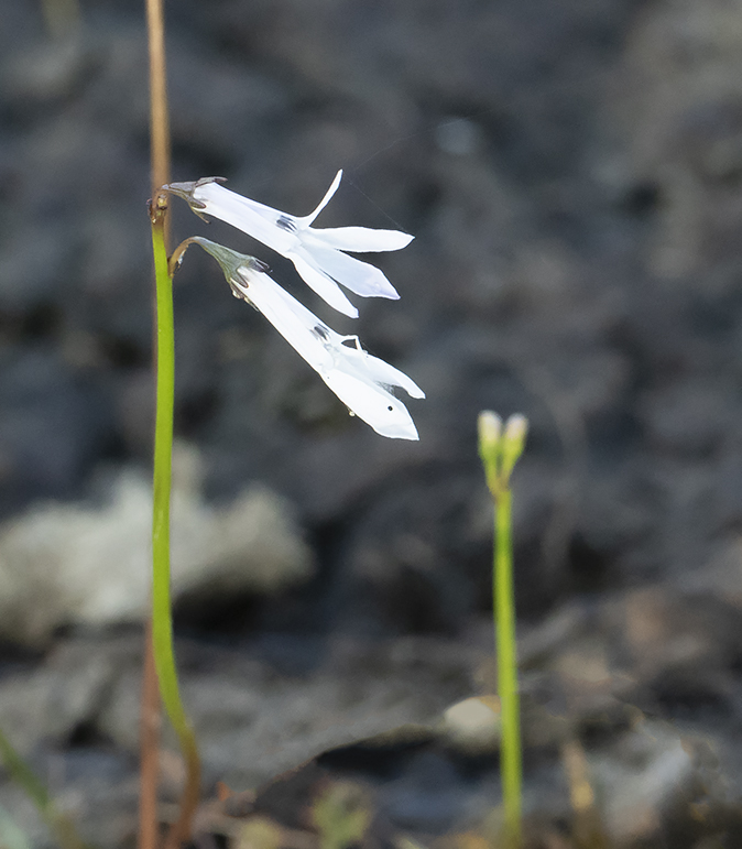 Waterlobelia270718